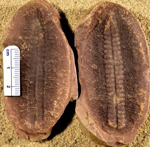 Pecopteris sp.