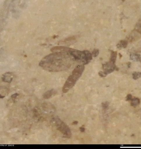 undet. Insecta