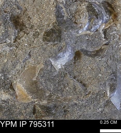 undet. Bivalvia