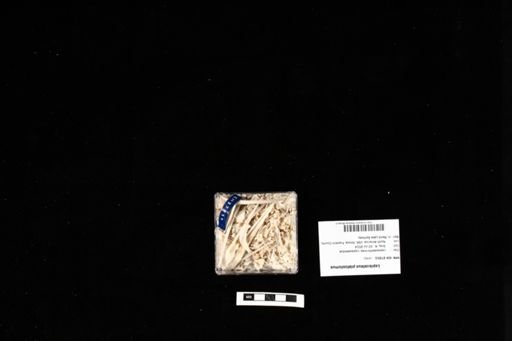 Lepisosteus platostomus