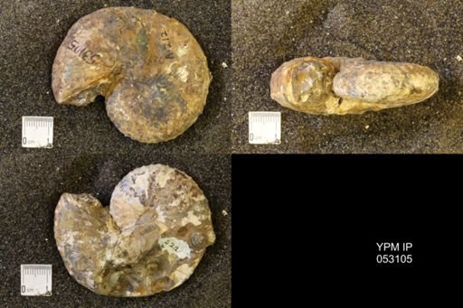 Discoscaphites conradi