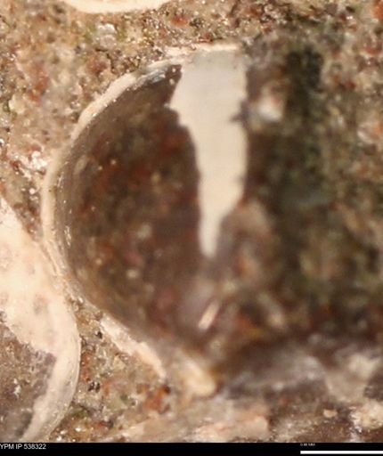 Corbulamella gregaria