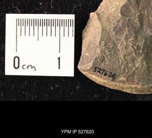 Ophiuroidea