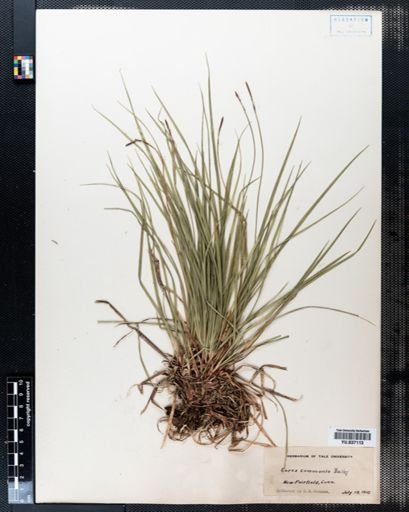 Carex communis
