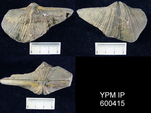 Spirifer cameratus