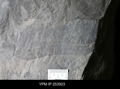 Eurypterus pittsfordensis