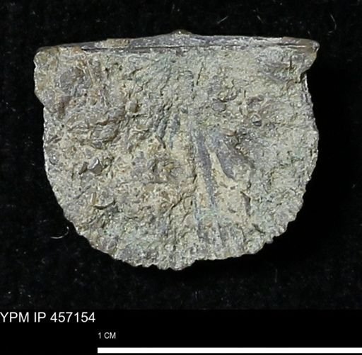 Stropheodonta sp.