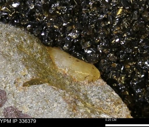undet. Scaphitidae
