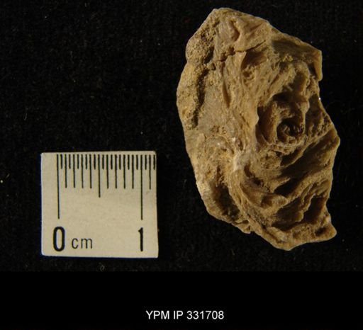 undet. Bryozoa
