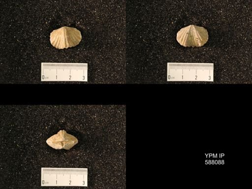 Platystrophia lynx