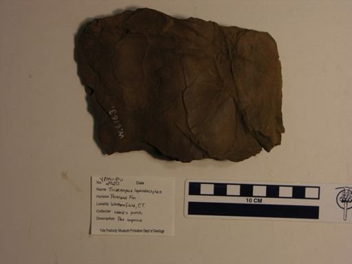 Triaenopus leptodactylus
