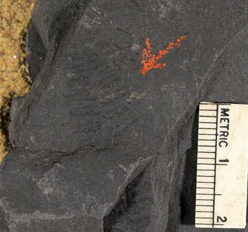 Pecopteris sp.