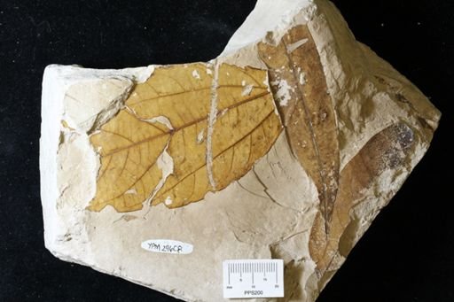 Angiospermopsida