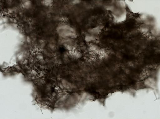 Haliclona (Reniera) fascigera