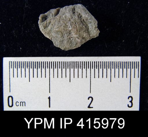 Meekella striatocostata