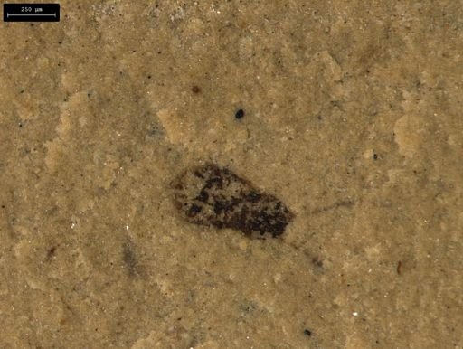 undet. Coleoptera