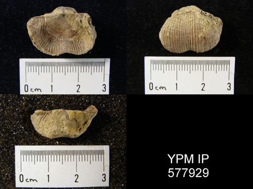 Marginifera lasallensis