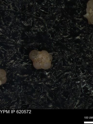 undet. Rugoglobigerinidae