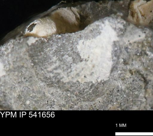 Protocardia subquadrata