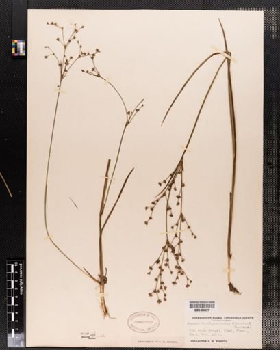 Juncus brachycephalus