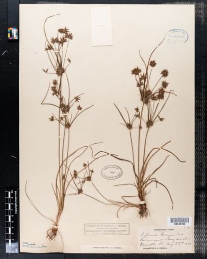 Cyperus grayi