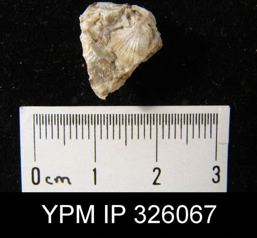 undet. Strophomenida