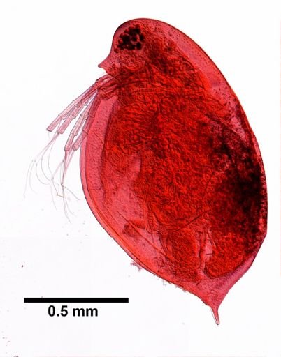 Daphnia