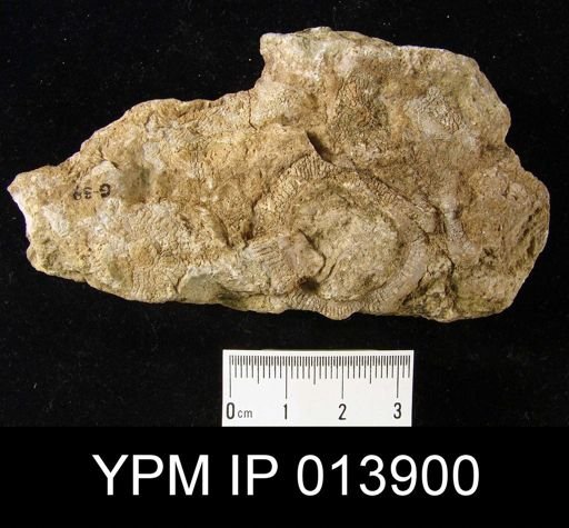 Pycnoidocyathus profundus