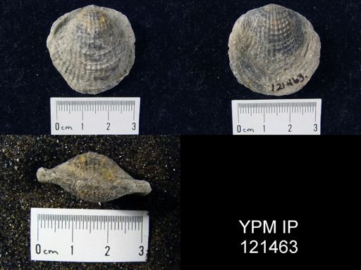 Atrypa sp.