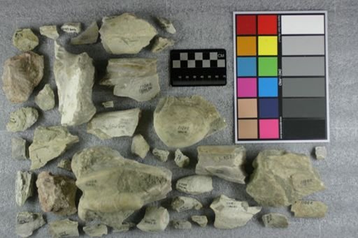 Subhyracodon sp.