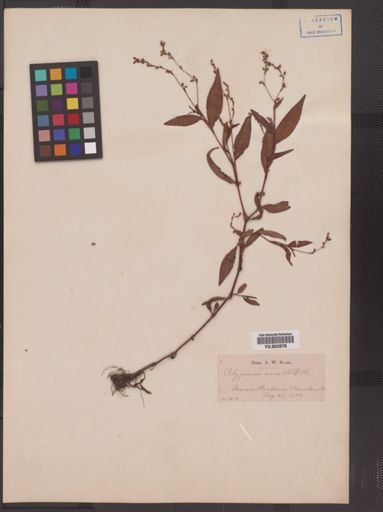 Polygonum punctatum