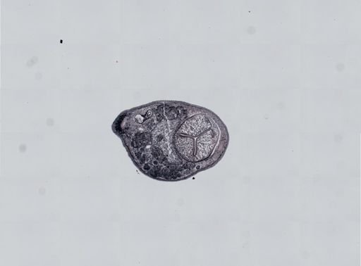 Plagiostomum cinctum