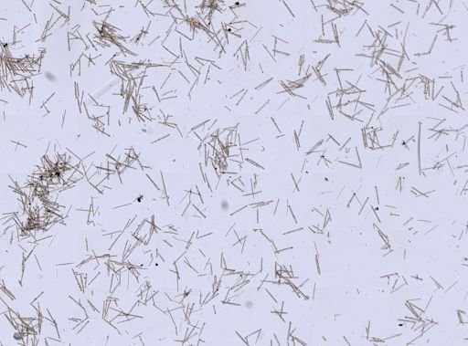 Myxillidae