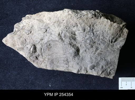 Howellella sp.