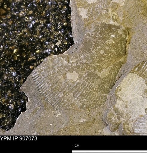 Oxytoma (Hypoxytoma) sp.