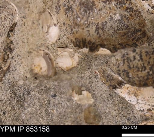 Limopsis striatopunctatus