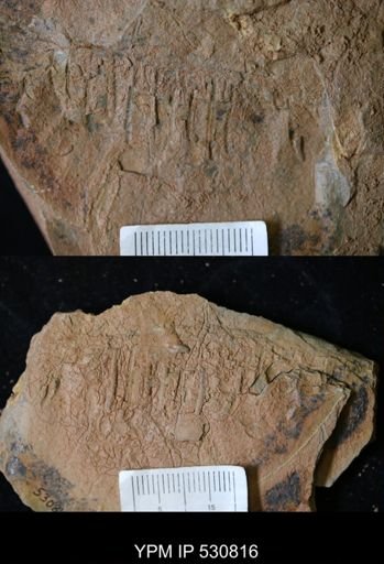 Aegirocassis sp.