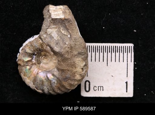 Hoploscaphites comprimus