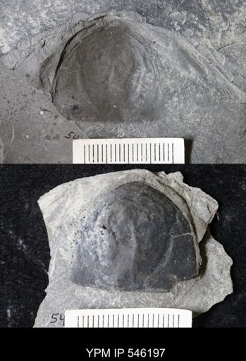 Eurypterida