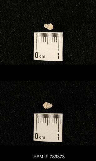 undet. Bryozoa