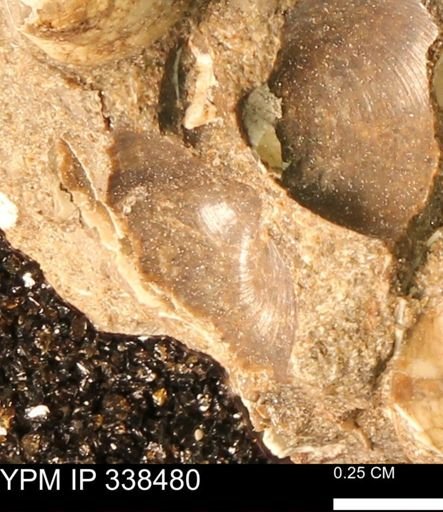 Protocardia subquadrata