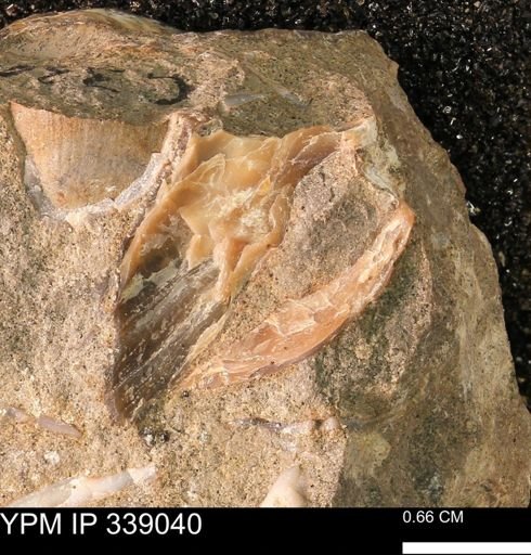 Ammonoidea?