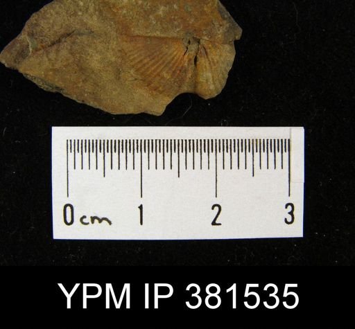 Tylothyris sp.