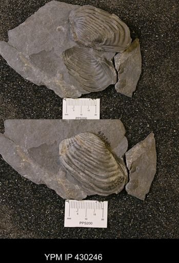 Grammysioidea arcuata