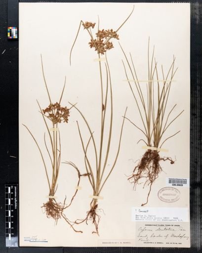 Cyperus dentatus