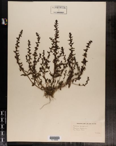 Plantae