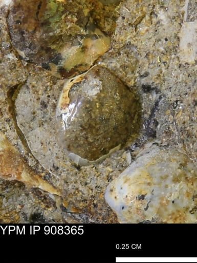 undet. Bivalvia