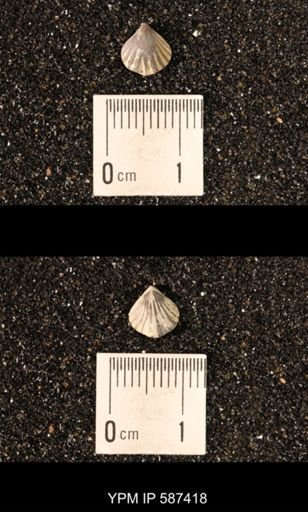 Camarotoechia whitei