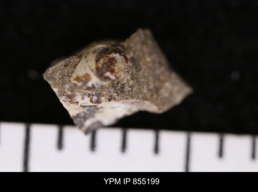 Protocardia subquadrata
