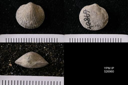 Dalmanella meeki